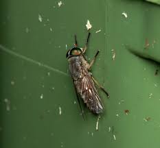 Attēlu rezultāti vaicājumam “Tabanidae”