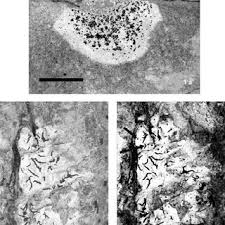 Attēlu rezultāti vaicājumam “Alyxoria varia”