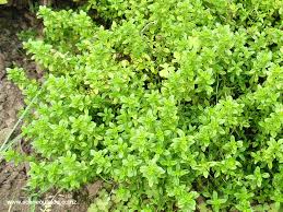 Attēlu rezultāti vaicājumam “Thymus pulegioides fruit”