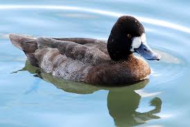 Image result for Aythya affinis