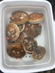 Image result for Placopecten magellanicus