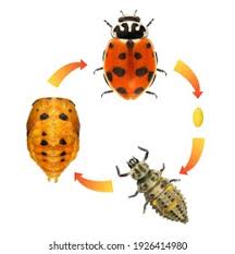 Attēlu rezultāti vaicājumam “Adalia bipunctata imago”