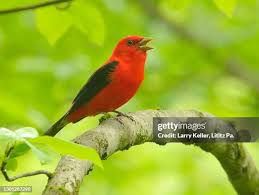 Image result for Piranga olivacea