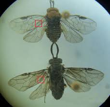 Attēlu rezultāti vaicājumam “Diprionidae”