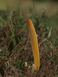 Attēlu rezultāti vaicājumam “Clavaria argillacea”