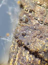 Attēlu rezultāti vaicājumam “Licea testudinacea sessile”