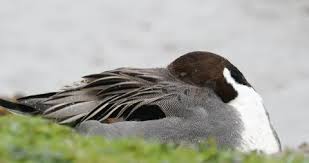 Attēlu rezultāti vaicājumam “Anas acuta male”