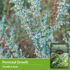 Image result for Artemisia absinthium