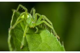 Attēlu rezultāti vaicājumam “Micrommata virescens”