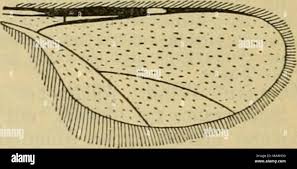 Attēlu rezultāti vaicājumam “Lasioptera rubi larva”