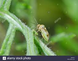 Attēlu rezultāti vaicājumam “Lygus pratensis imago”