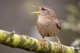 Attēlu rezultāti vaicājumam “Troglodytes troglodytes”