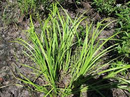 Attēlu rezultāti vaicājumam “Lycogala succineum sessile”