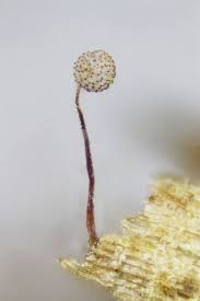 Attēlu rezultāti vaicājumam “Cribraria pertenuis spores”