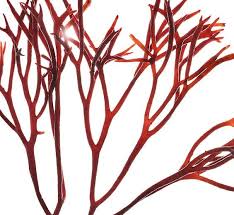 Attēlu rezultāti vaicājumam “Furcellaria lumbricalis”