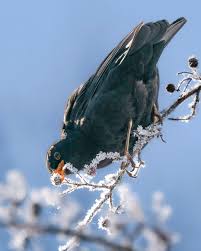 Attēlu rezultāti vaicājumam “Turdus merula”