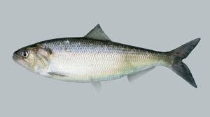 Image result for Alosa pseudoharengus