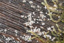 Attēlu rezultāti vaicājumam “Lasiosphaeria ovina”