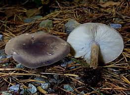 Image result for Melanoleuca rasilis var. pseudoluscina
