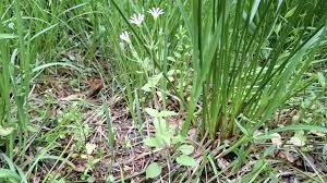 Attēlu rezultāti vaicājumam “Stellaria nemorum leaf”