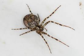 Attēlu rezultāti vaicājumam “Metellina merianae”