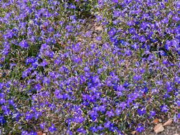 Image result for Lobelien