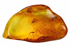 Attēlu rezultāti vaicājumam “Aphodius sp. imago”