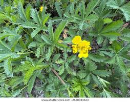 Attēlu rezultāti vaicājumam “Potentilla reptans bud”