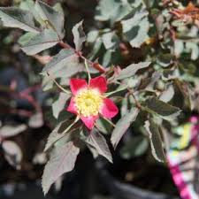 Attēlu rezultāti vaicājumam “Rosa glauca leaf”