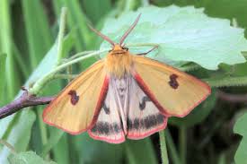 Attēlu rezultāti vaicājumam “Diacrisia sannio larva”