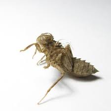 Attēlu rezultāti vaicājumam “Libellula fulva male”