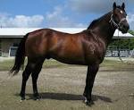 Welcome to Florida Genetic : Horses Inventory :