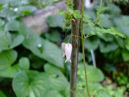 Image result for Adlumia fungosa