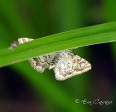 Attēlu rezultāti vaicājumam “Elophila nymphaeata”