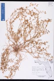 Attēlu rezultāti vaicājumam “Spergularia marina”