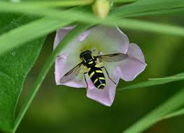 Attēlu rezultāti vaicājumam “Xanthogramma sp. male”