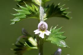 Image result for Euphrasia stricta