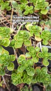 Attēlu rezultāti vaicājumam “Phedimus spurius leaf”