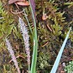 Attēlu rezultāti vaicājumam “Carex sylvatica flower”