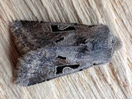 Attēlu rezultāti vaicājumam “Orthosia gothica”