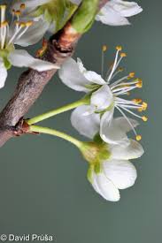 Attēlu rezultāti vaicājumam “Prunus domestica subsp. insitita”