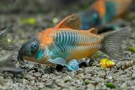 Image result for fish corydoras