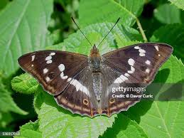 Attēlu rezultāti vaicājumam “Apatura ilia female”
