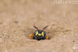 Attēlu rezultāti vaicājumam “Cerceris arenaria”