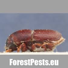 Attēlu rezultāti vaicājumam “Scolytus ratzeburgi”