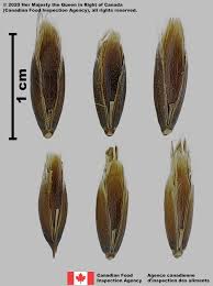 Attēlu rezultāti vaicājumam “Avena sativa fruit”