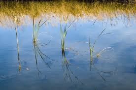 Attēlu rezultāti vaicājumam “Carex lasiocarpa leaf”