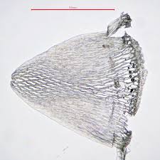 Attēlu rezultāti vaicājumam “Sphagnum angustifolium”