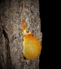 Attēlu rezultāti vaicājumam “Fuligo septica cf. rufa spores”