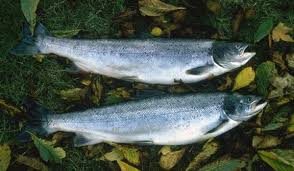 Image result for Salmo salar